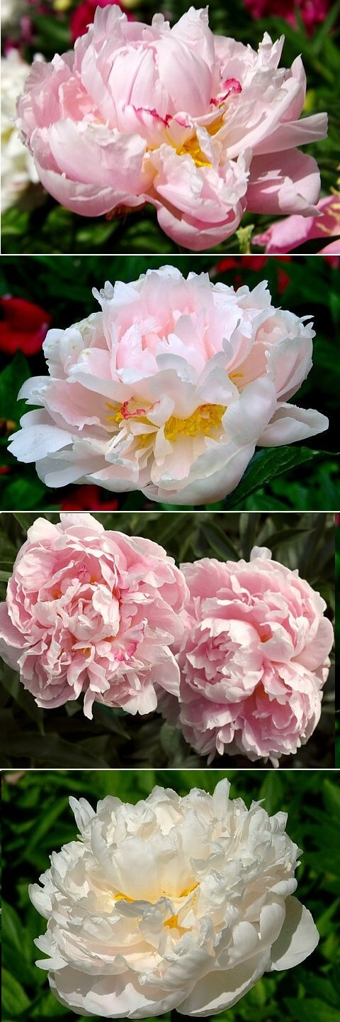 ОПАЛОВЫЙ - сорт собственной селекции