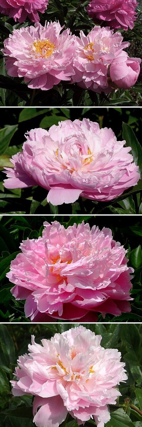 ОПТИМИСТ - сорт собственной селекции