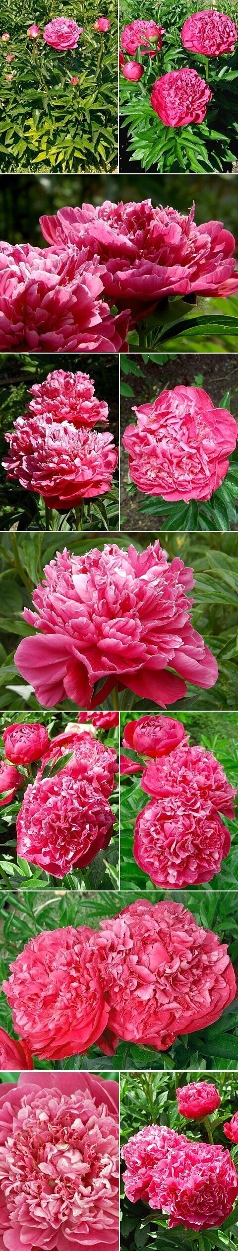 ПЕРЕСВЕТ - гибрид собственной селекции