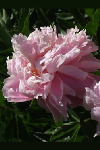 ОПТИМИСТ - сорт собственной селекции