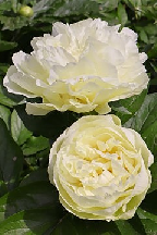 ПИОНОМАНИЯ - гибрид собственной селекции