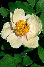 ГИБРИД ПИОНА АБХАЗСКОГО - PAEONIA ABCHASICA hybr.