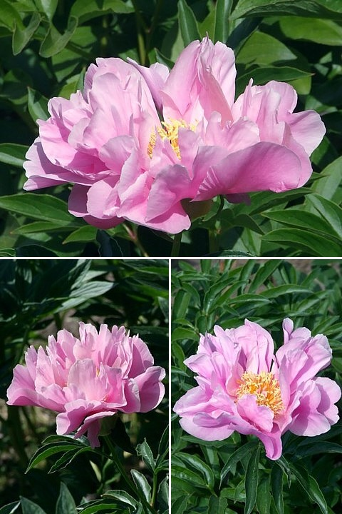 ОРИГАМИ - сорт собственной селекции