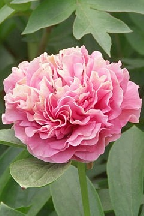 КАРНЭЙШН  БУКЕТ<br>Гибрид - CARNATION  BOUQUET