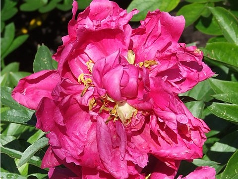 МУАРОВЫЙ - сорт собственной селекции