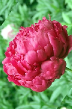 сеянец 150.25