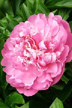 сеянец 153.25