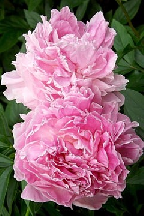 сеянец 155.25
