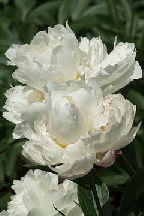 сеянец 211.24