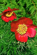 ГИБРИД  ПИОНА  ТОНКОЛИСТНОГО - PAEONIA  TENUIFOLIA  hybr.