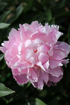 сеянец 161.25 
