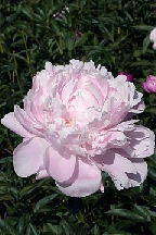 ЧЕЛЕСТА - сорт собственной селекции