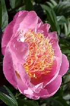 ЧЕЛОВЕК-ОРКЕСТР - сорт собственной селекции