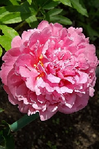 сеянец 39.26