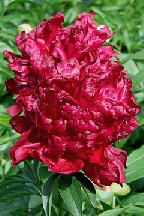 ЧЕРНОМОР - сорт собственной селекции