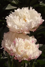 ЭТЮД - сорт собственной селекции