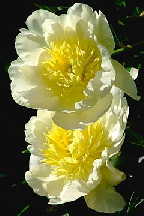 ЯНТАРНЫЙ <br> БЕРЕГ - сорт собственной селекции