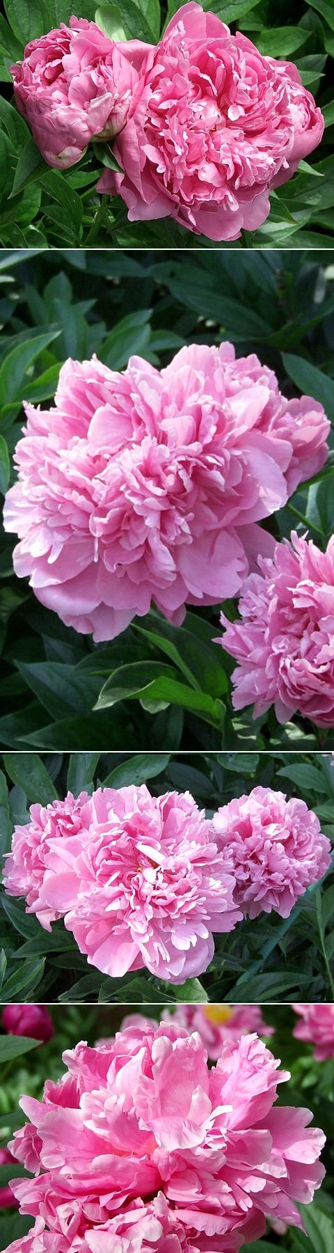 ПАДИШАХ - сорт собственной селекции