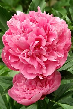 ЯГОДНОЕ  ЛУКОШКО - сорт собственной селекции